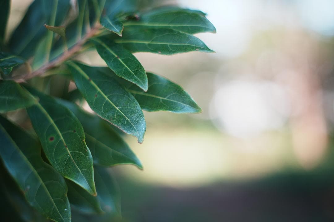 オールドレンズはここから Super Takumar 55mm F1.8 375