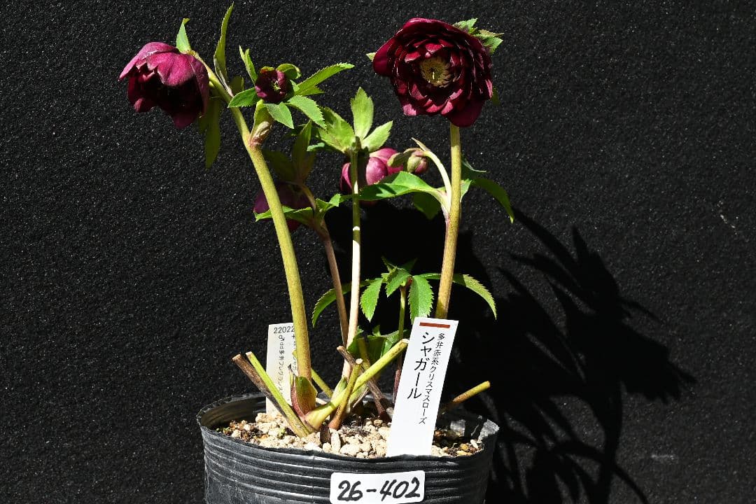 クリスマスローズ　認定シャガール　加藤農園