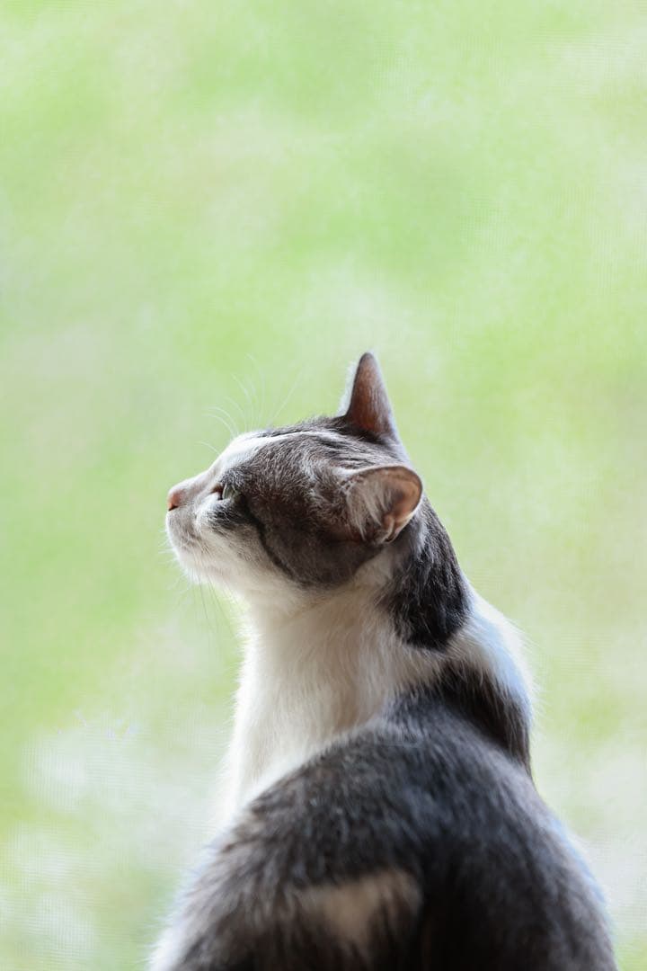 Canon RF 70-200mm F4 L IS USM レンズフード付き