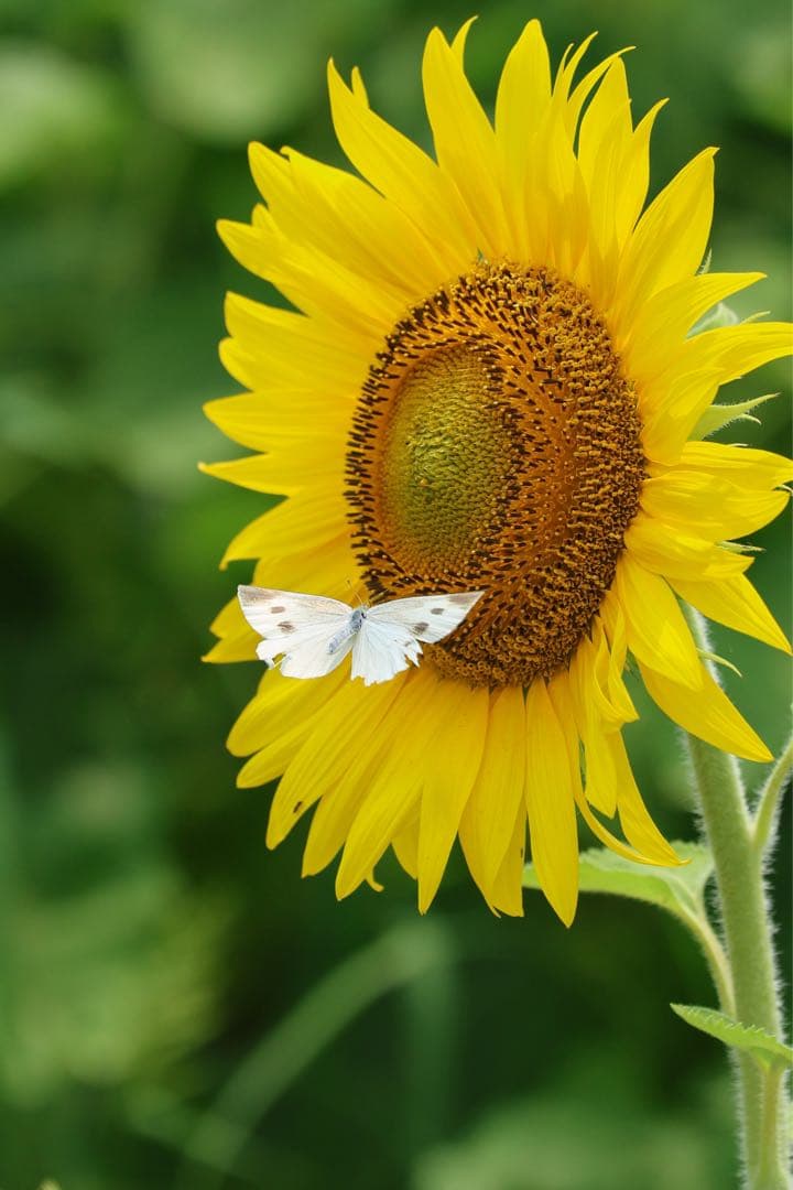 Canon RF 70-200mm F4 L IS USM レンズフード付き