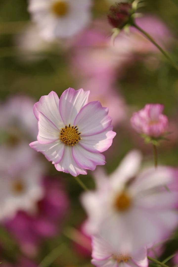 Canon RF 70-200mm F4 L IS USM レンズフード付き