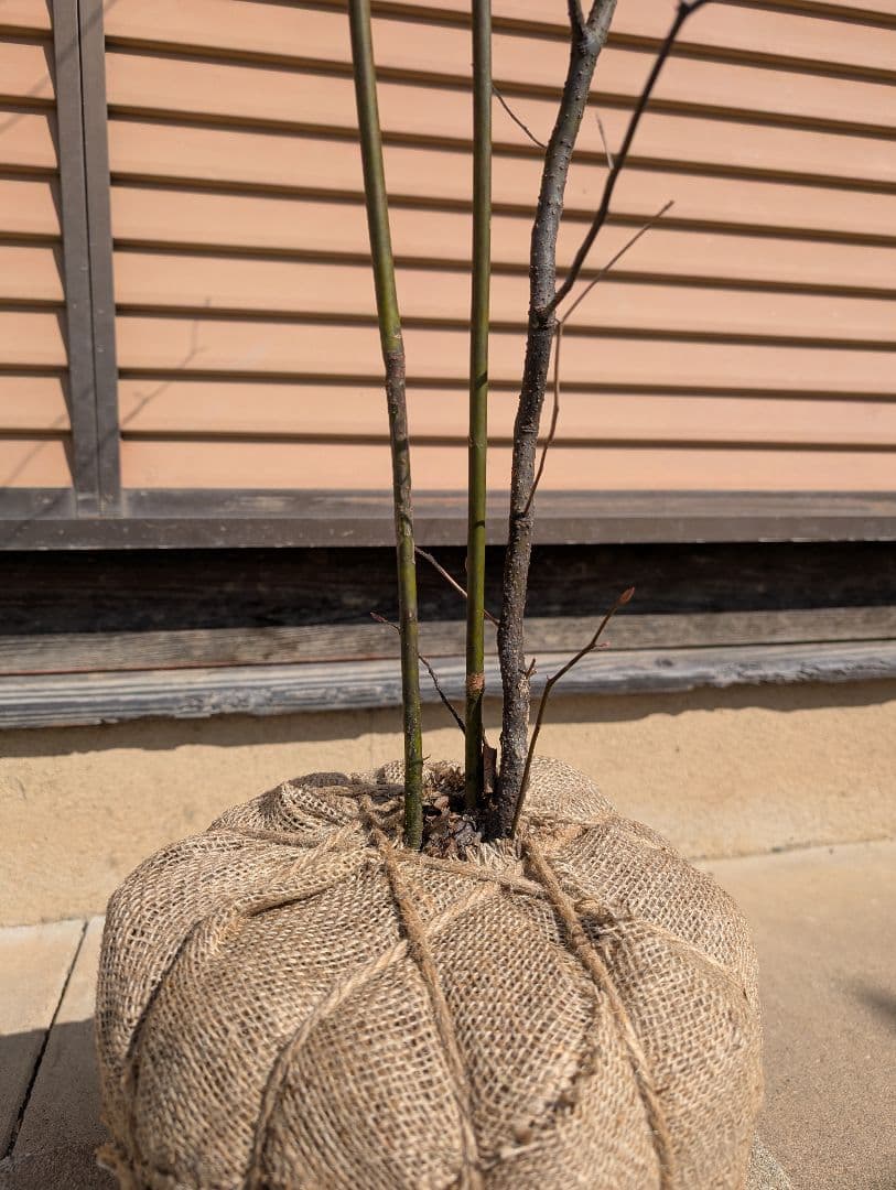 クロモジ　株立　①