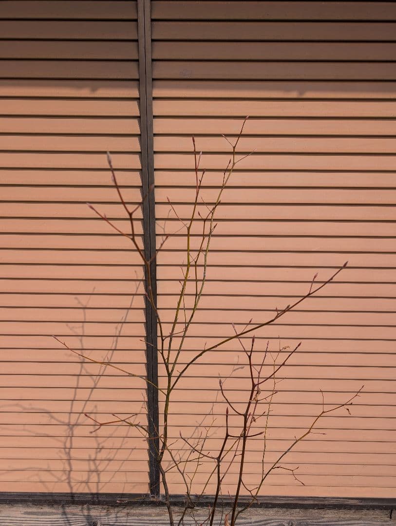 クロモジ　株立　①