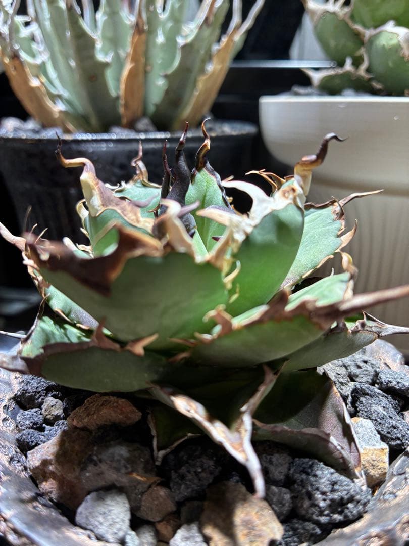 アガベ チタノタ　極上ハデス　うねうね　陽炎　コレクション株　写真現物鉢付き