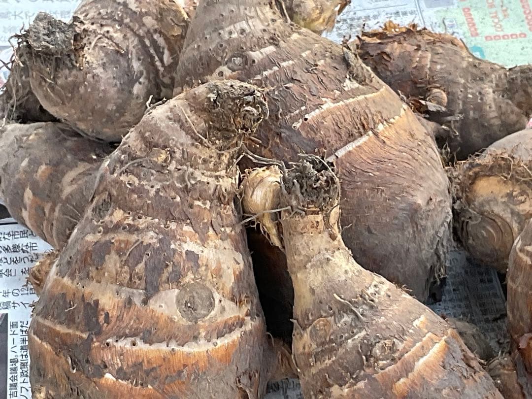 Msakadu Nakamura分　海老芋　12,5kg ②