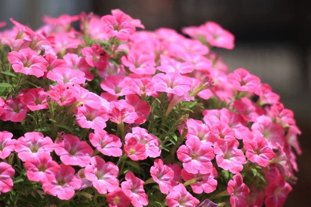 【完動•美品】 Canon New FD 200mm f2.8