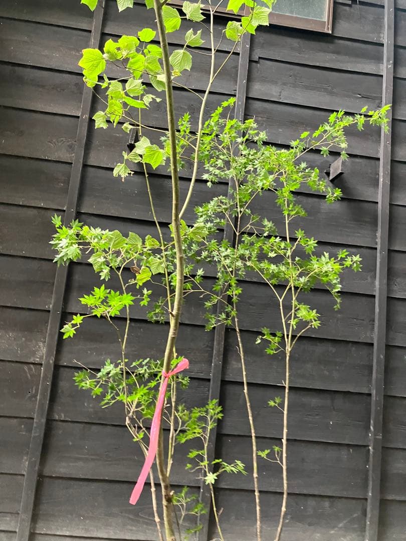 山採り　ウリハダカエデ ヤマモミジ　混合株