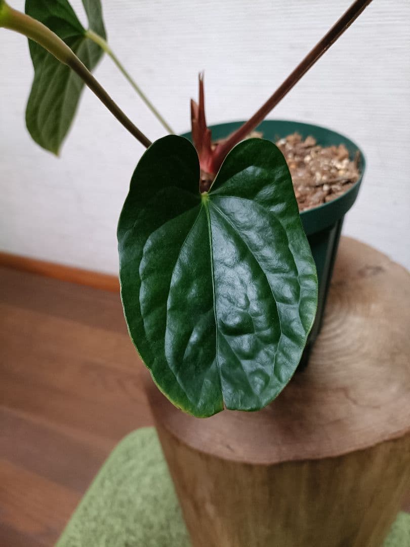 その他観葉植物 Anthurium Happy Bunny 'Inverse crossing'