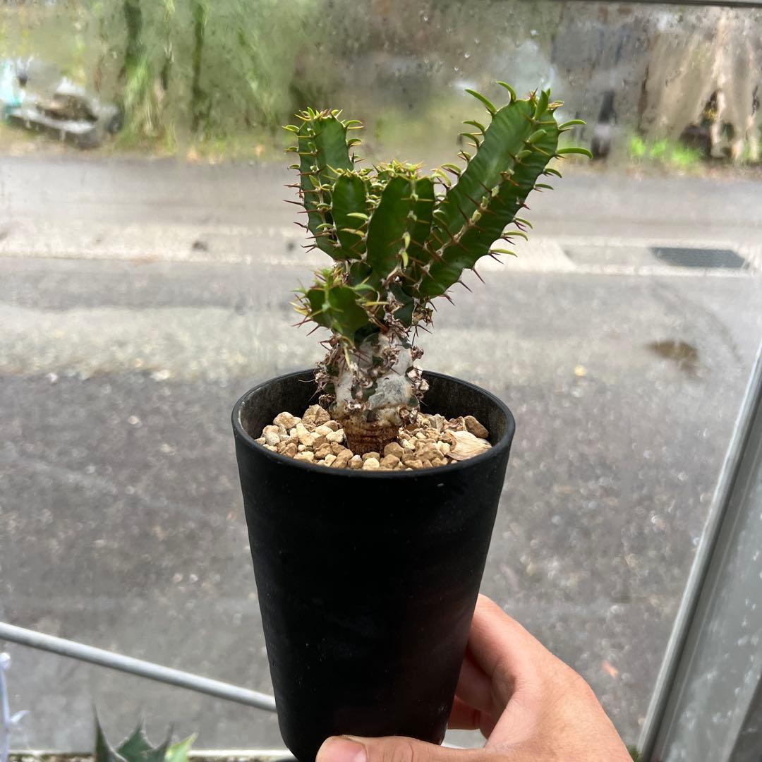 ユーフォルビア　ムランジーナ