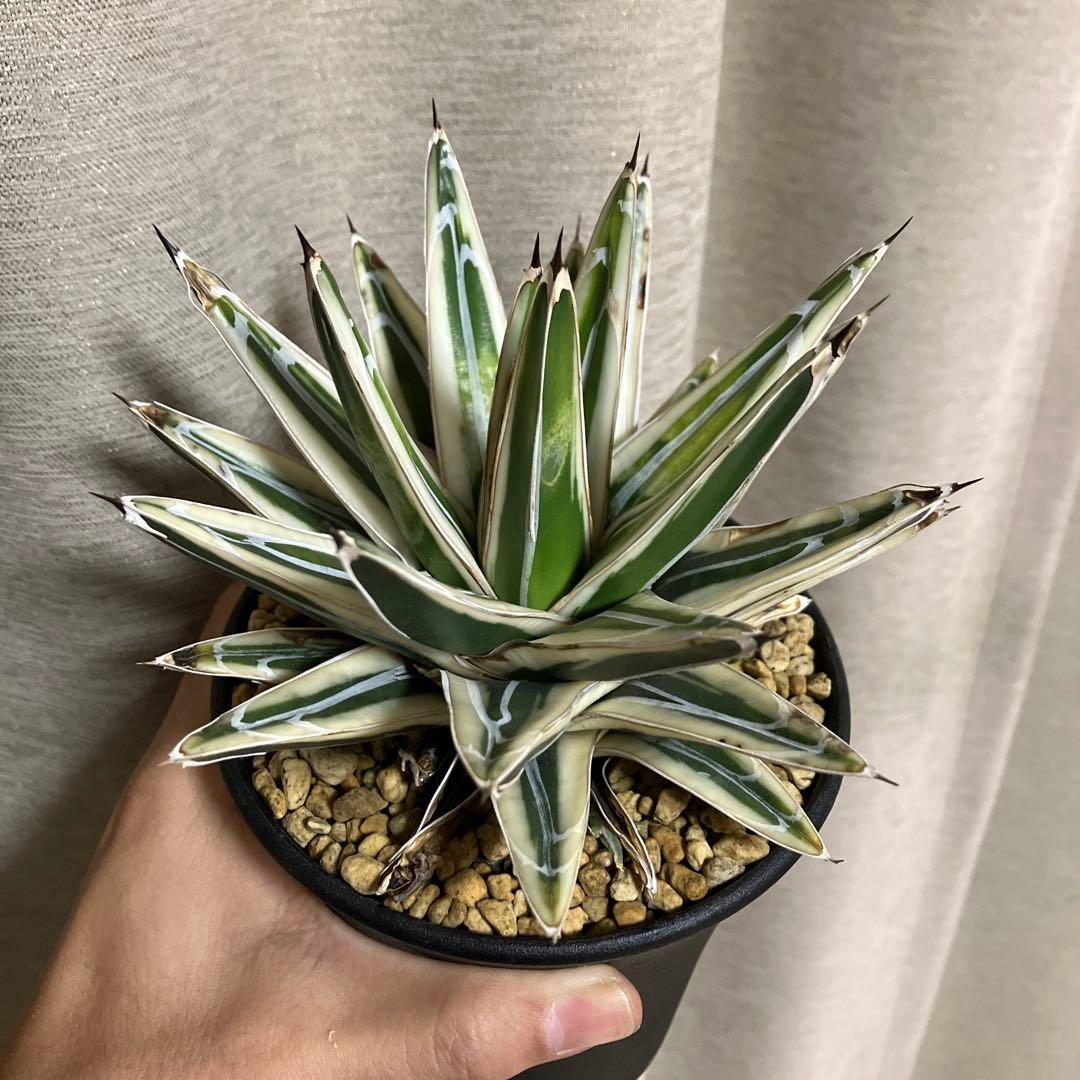 アガベ 笹の雪 氷山