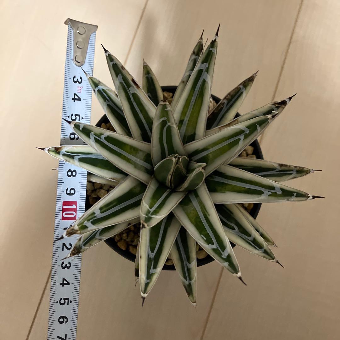 アガベ 笹の雪 氷山