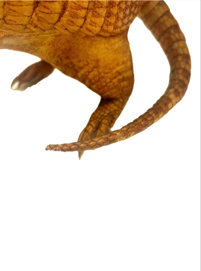 希少！　アルマジロ　剥製　　希少動物　珍品