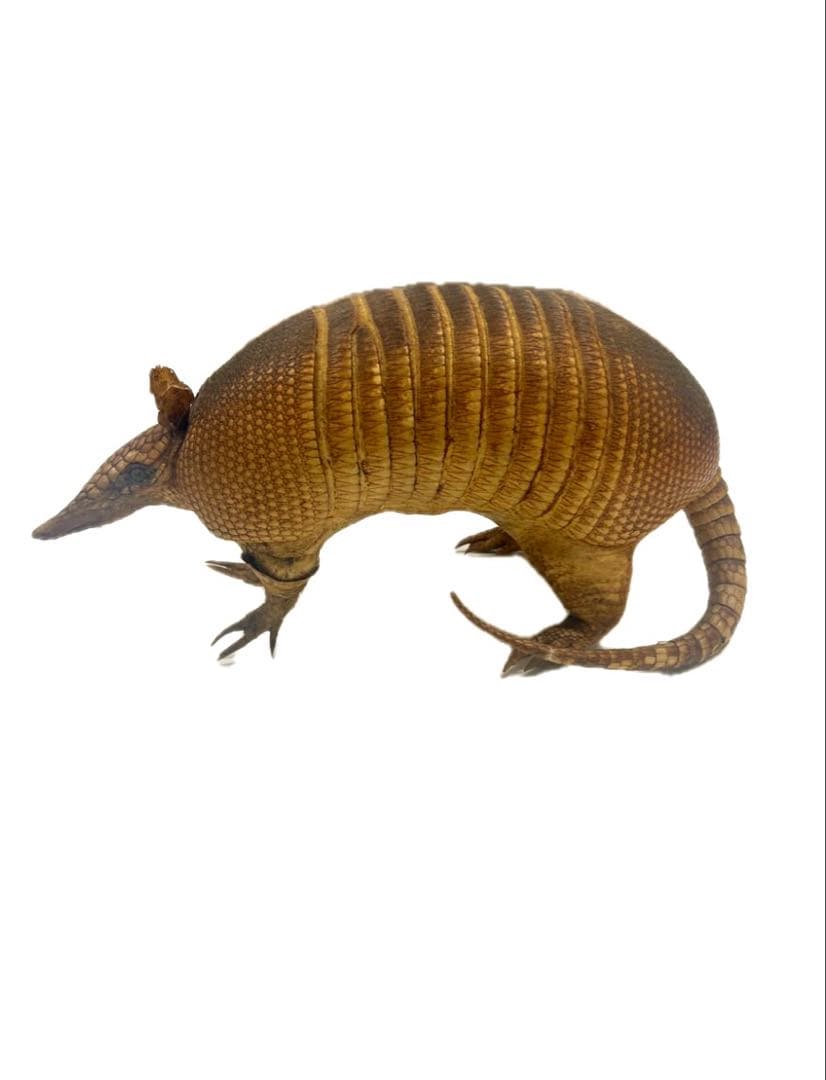 希少！　アルマジロ　剥製　　希少動物　珍品