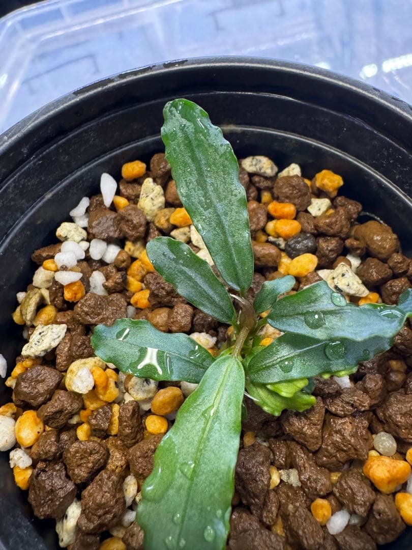 Bucephalandra sp.\"Aurora\"【KN】オーロラ