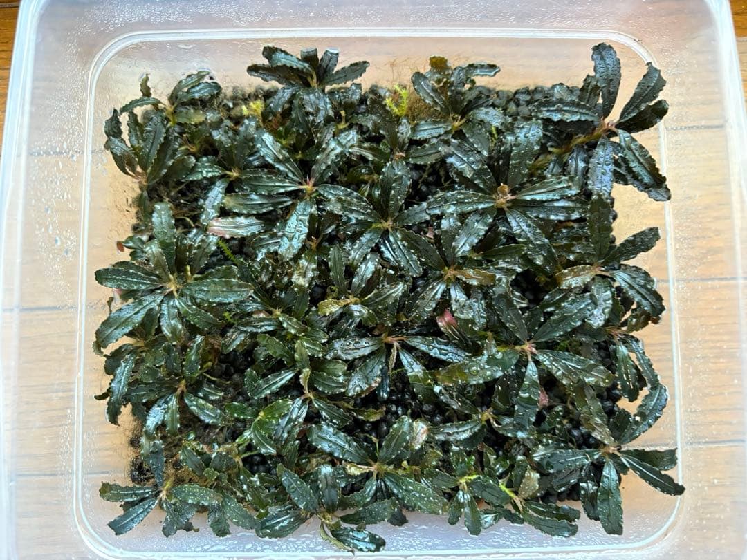 たっちゃん、ブセファランドラ クダガン 大量