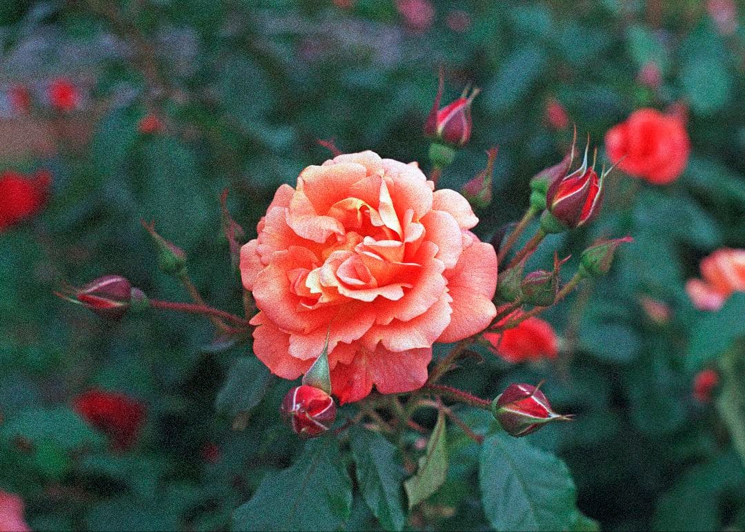 【実写確認済】PENTAX MX + XR RIKENON 50mm F2