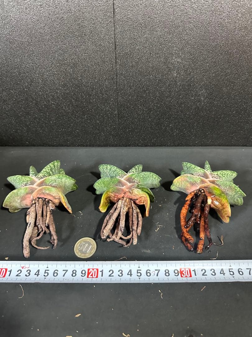 お問い合わせ確認用　ガステリア