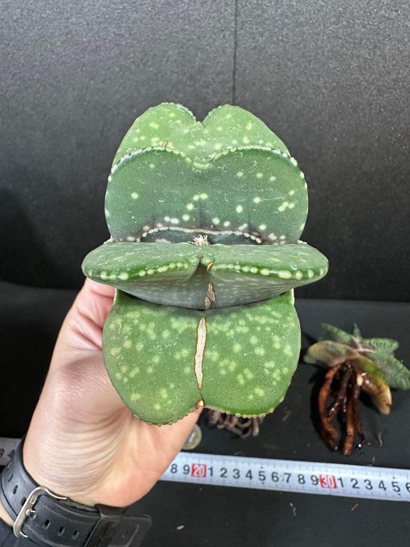 お問い合わせ確認用　ガステリア