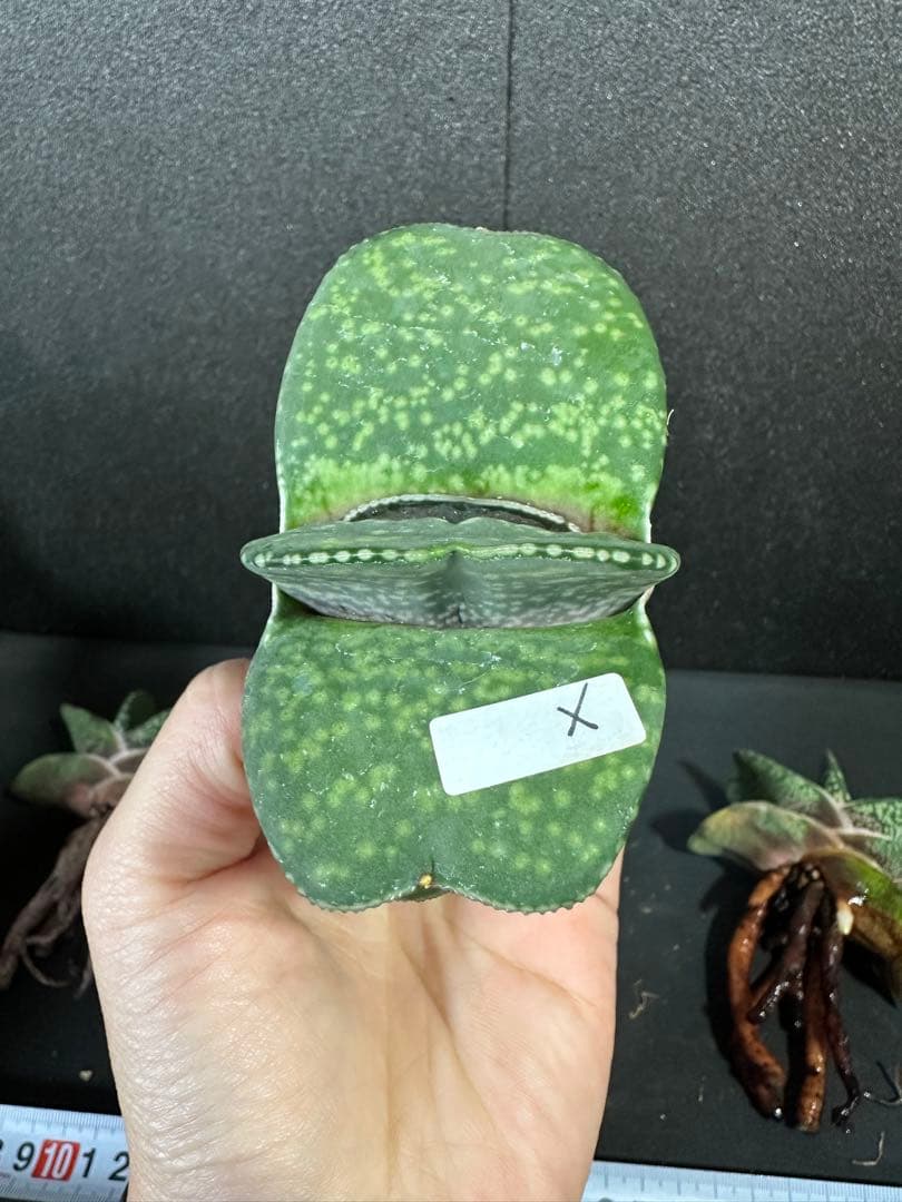 お問い合わせ確認用　ガステリア