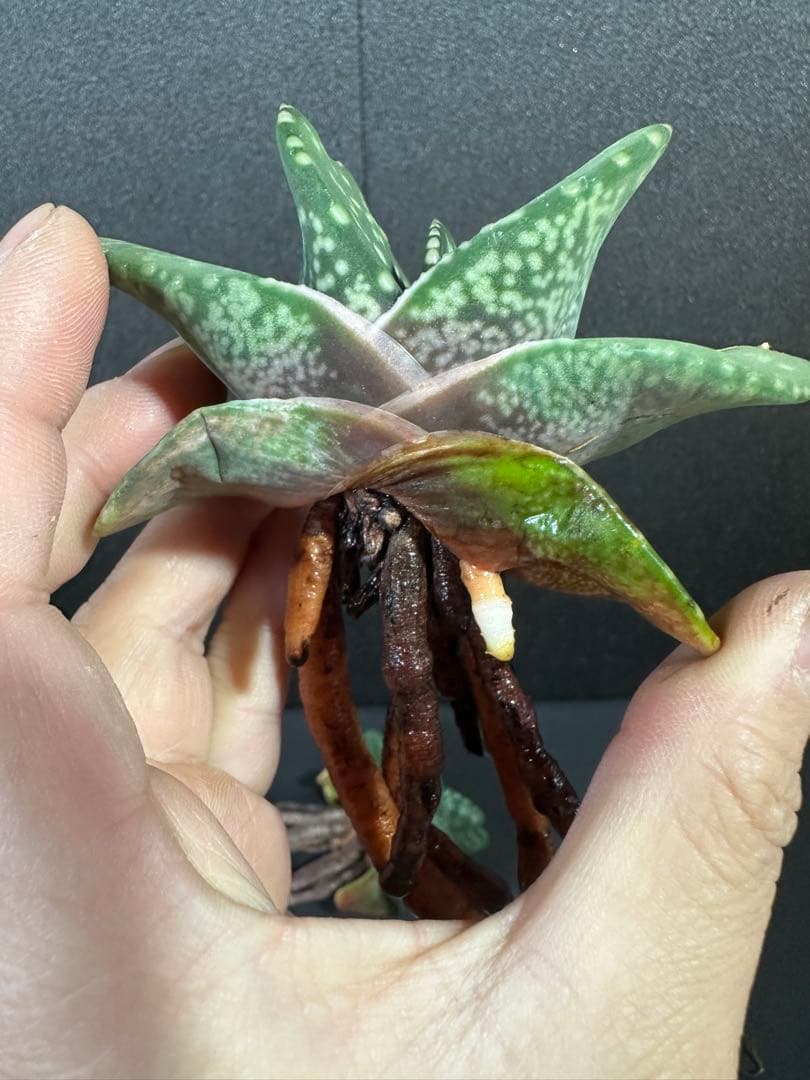 お問い合わせ確認用　ガステリア