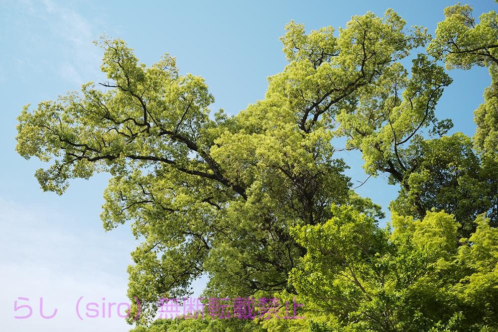 未使用 Artizlab Classic 35mm f1.4 ライカ Mマウント