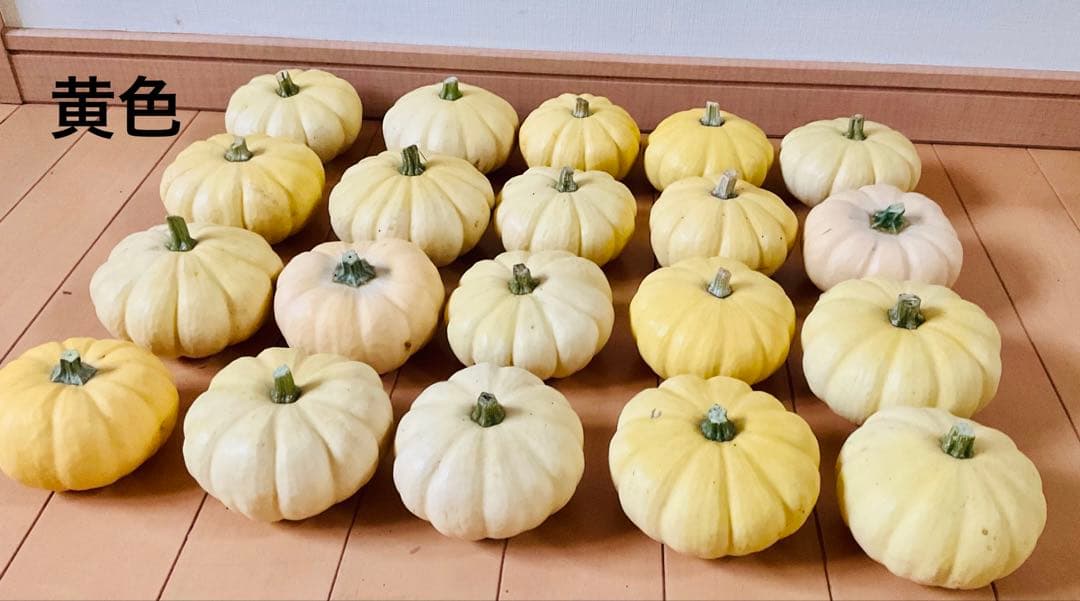 ハロウィン観賞用おもちゃかぼちゃ　40個　サチ5A