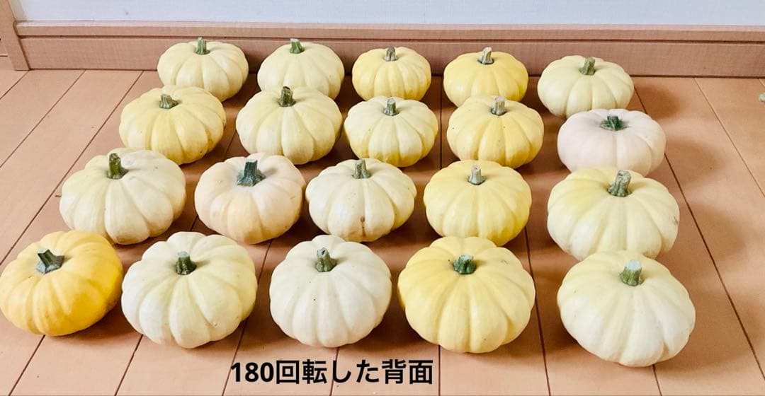 ハロウィン観賞用おもちゃかぼちゃ　40個　サチ5A