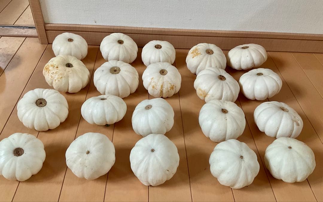 ハロウィン観賞用おもちゃかぼちゃ　40個　サチ5A