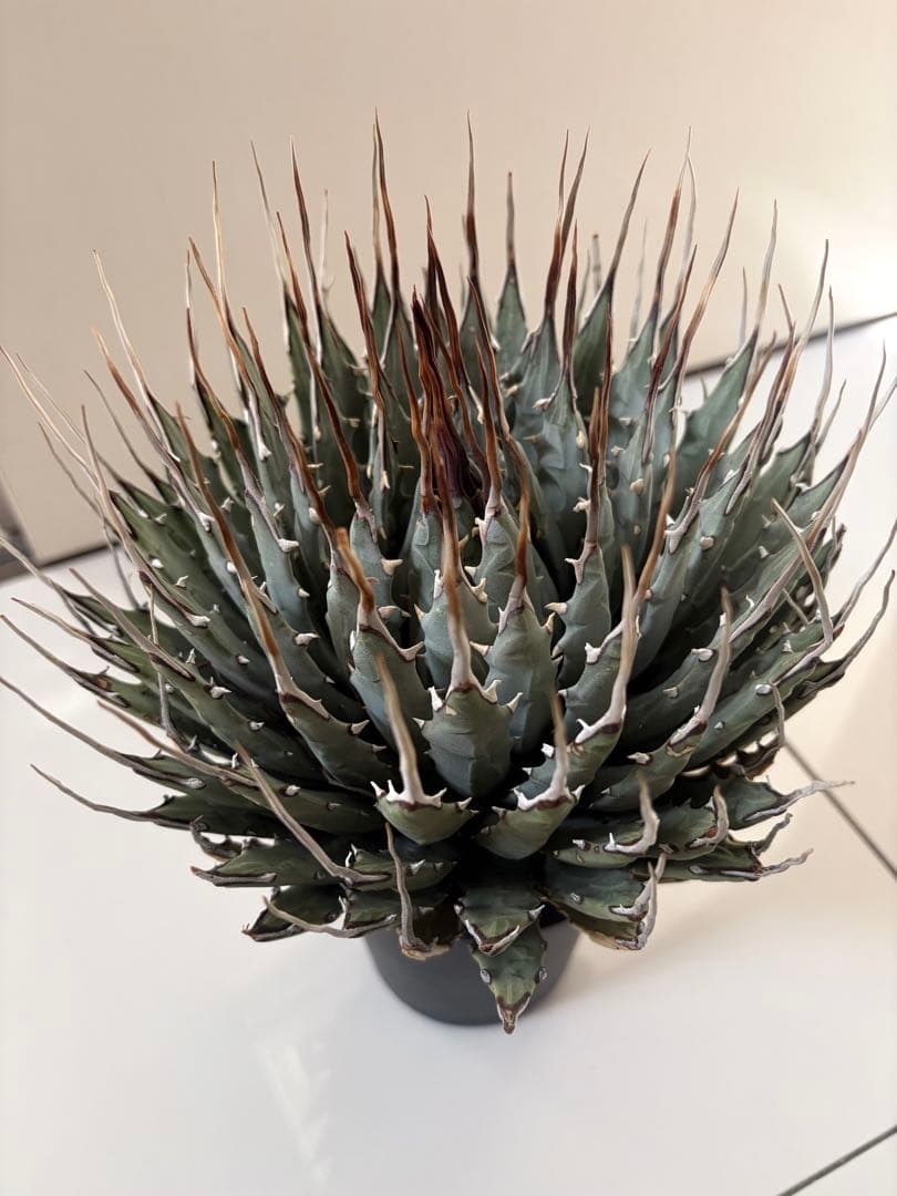 耐寒性アガベ エボリスピナ陽炎◇大株ユタエンシス　ドライガーデン多肉サボテン島
