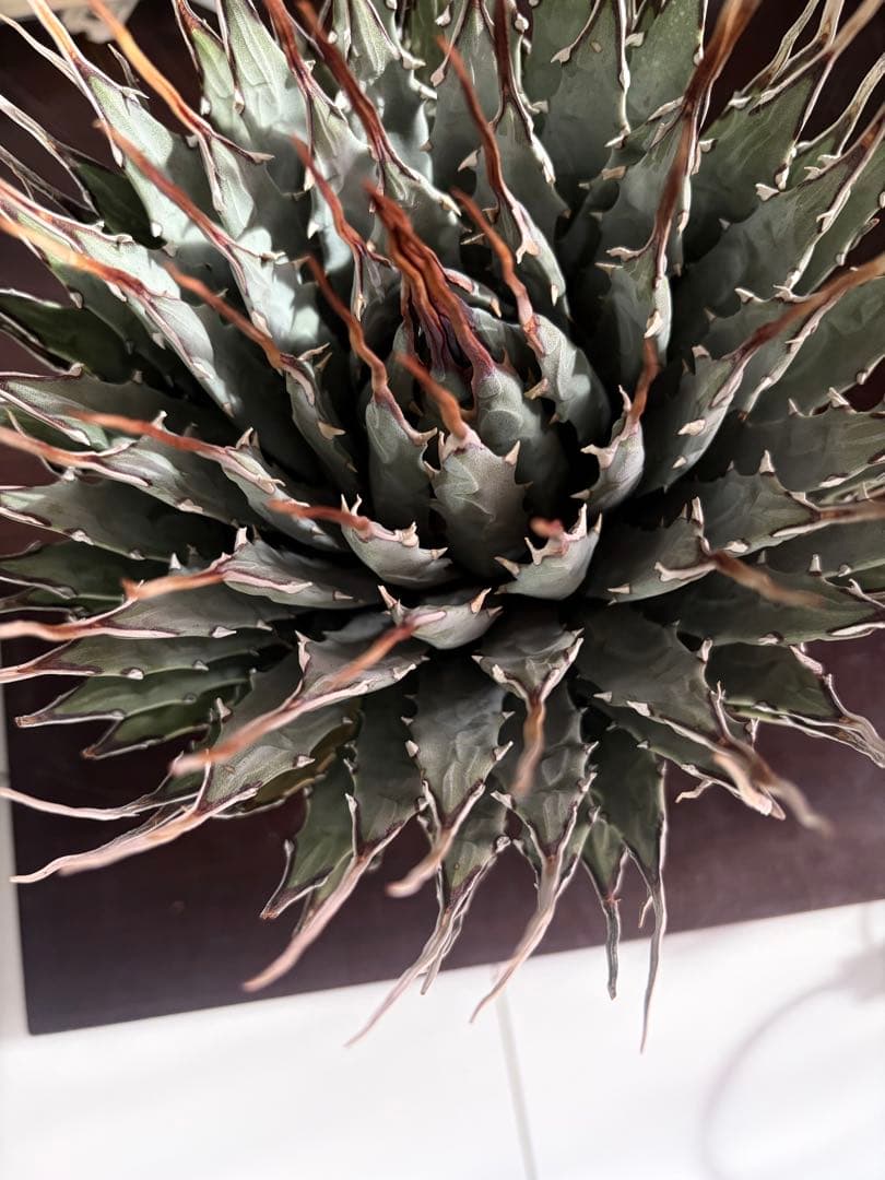 耐寒性アガベ エボリスピナ陽炎◇大株ユタエンシス　ドライガーデン多肉サボテン島