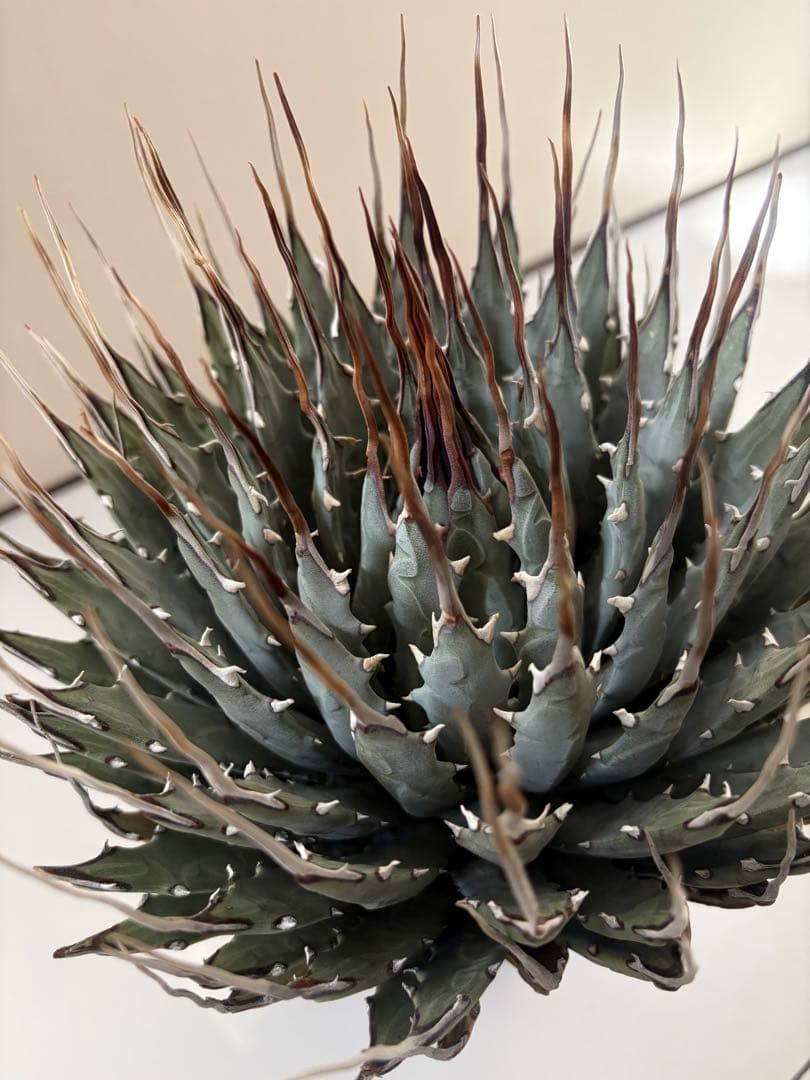 耐寒性アガベ エボリスピナ陽炎◇大株ユタエンシス　ドライガーデン多肉サボテン島