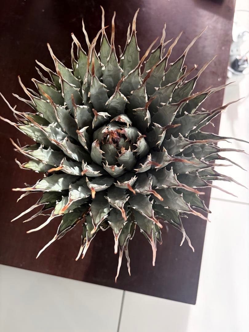 耐寒性アガベ エボリスピナ陽炎◇大株ユタエンシス　ドライガーデン多肉サボテン島