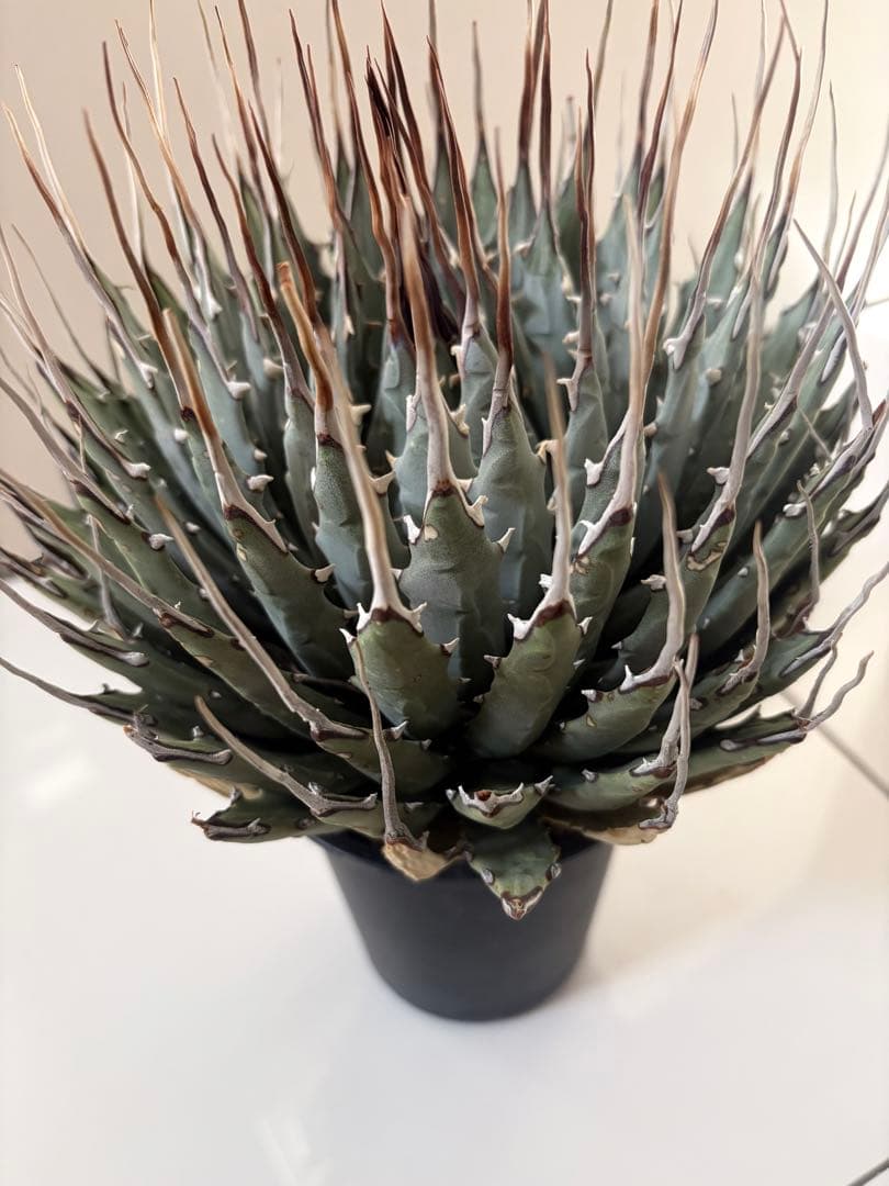 耐寒性アガベ エボリスピナ陽炎◇大株ユタエンシス　ドライガーデン多肉サボテン島