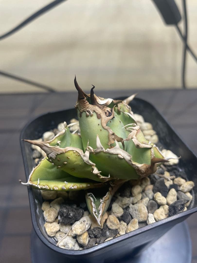 アガベ チタノタ　子株　ヨーロッパブツブツ　発根済み