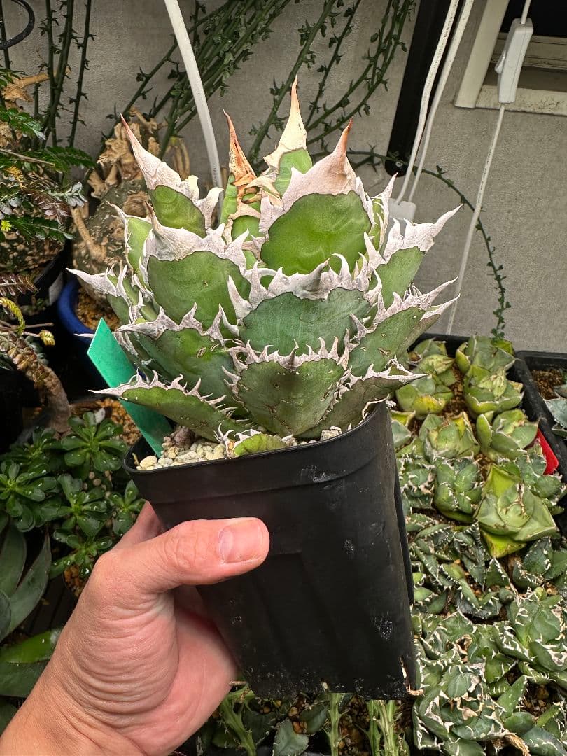 金剛子株　大株　白鯨ボールタイプ　ゴリ猫 スペシャルセット！！　メルカリ便