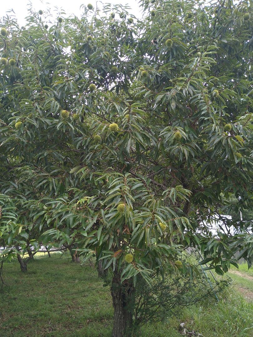 ⭕あっちゃん ❗　格安❗京都府丹波産 無農薬 丹波栗❗ミックス5kg詰め❗