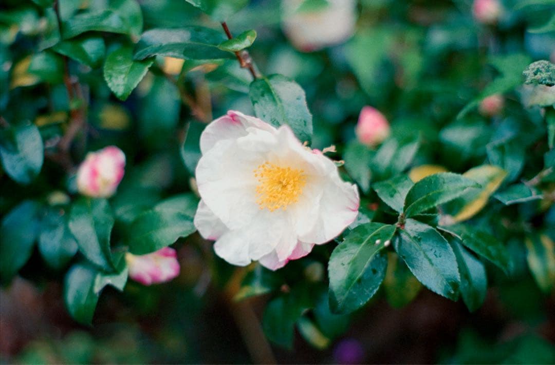 【完動品実写済み】Pentax SP supertakumar 55mm