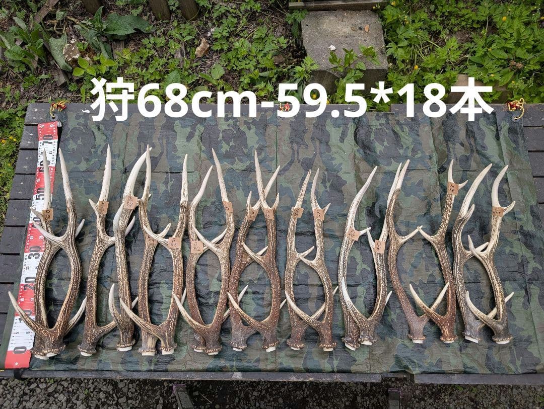 蝦夷鹿の角(狩り角)と落ち角「41本～42本セット」約23kg