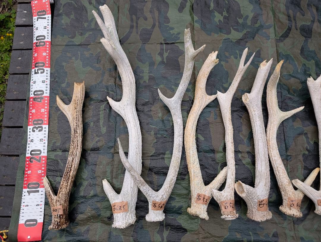 蝦夷鹿の角(狩り角)と落ち角「41本～42本セット」約23kg