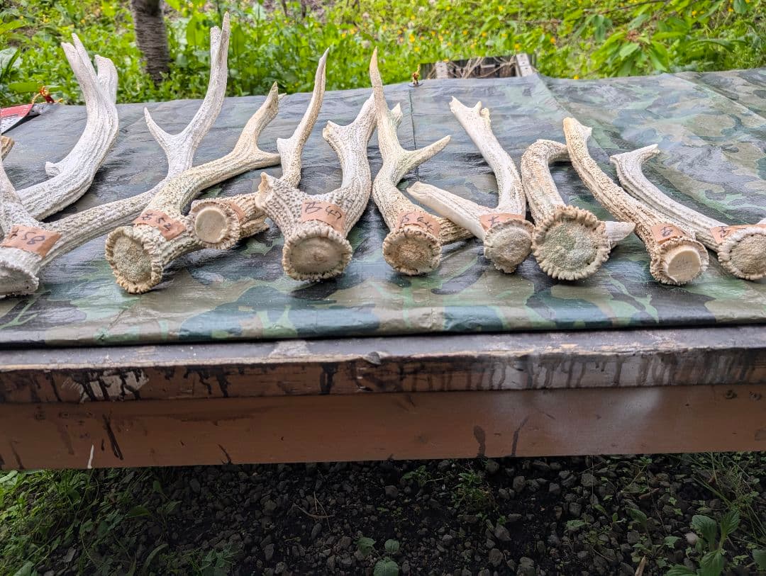 蝦夷鹿の角(狩り角)と落ち角「41本～42本セット」約23kg