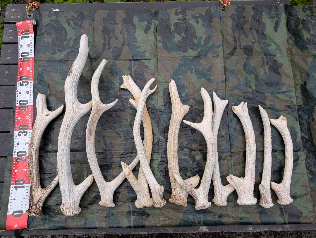 蝦夷鹿の角(狩り角)と落ち角「41本～42本セット」約23kg