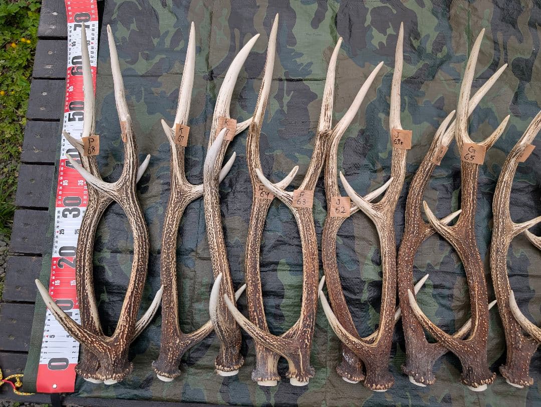 蝦夷鹿の角(狩り角)と落ち角「41本～42本セット」約23kg