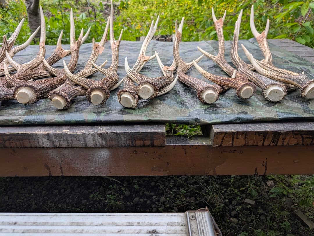 蝦夷鹿の角(狩り角)と落ち角「41本～42本セット」約23kg