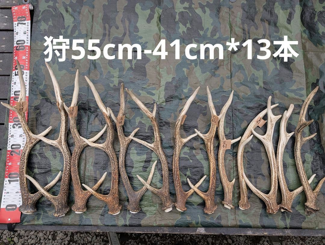 蝦夷鹿の角(狩り角)と落ち角「41本～42本セット」約23kg