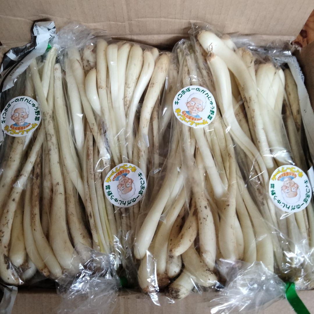 〈直売所コスパ最強〉沖縄県産Ｋおばーの島らっきょう 約８kg【常温便】④