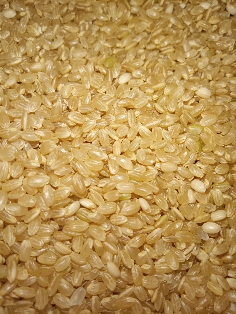 令和7年　玄米　25kg お米　茨城産　限定