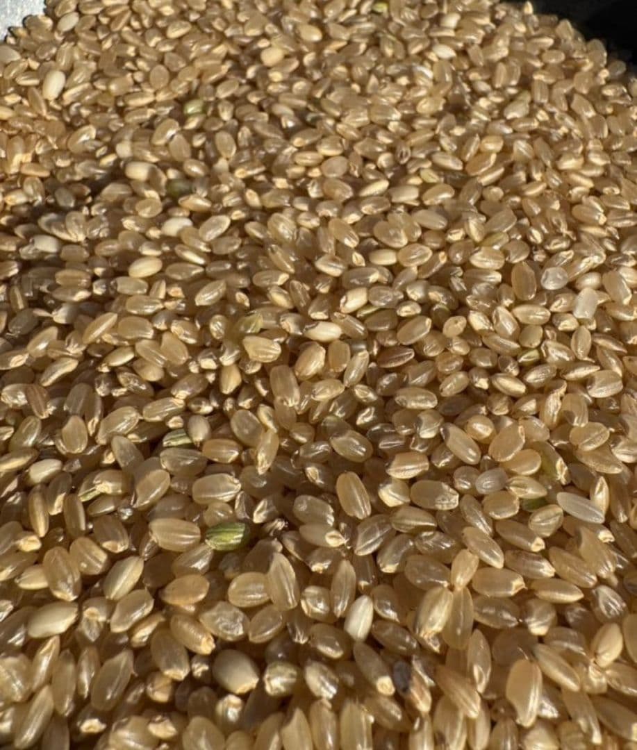 令和7年　玄米　25kg お米　茨城産　限定