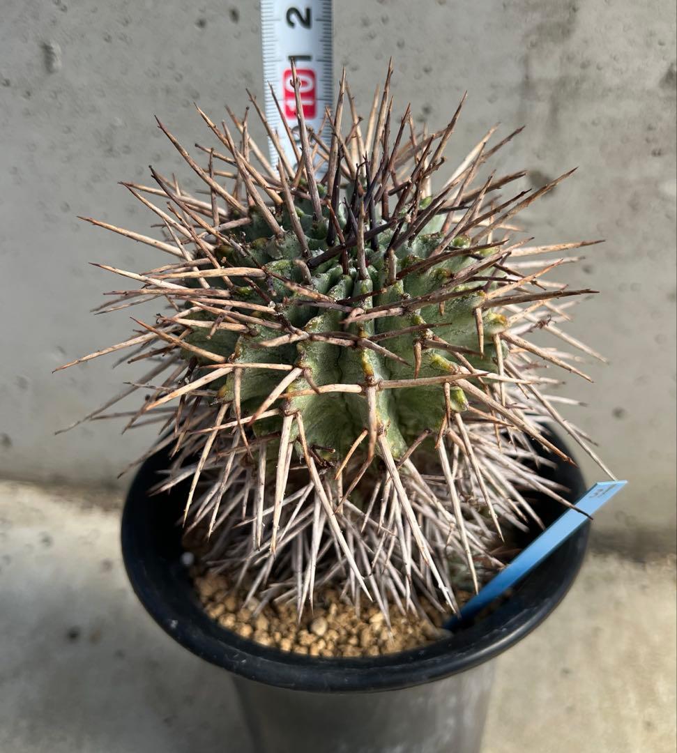 ユーフォルビア　マジョールホリダ