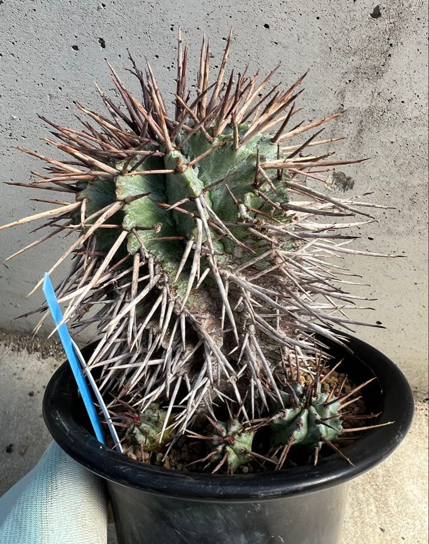 ユーフォルビア　マジョールホリダ