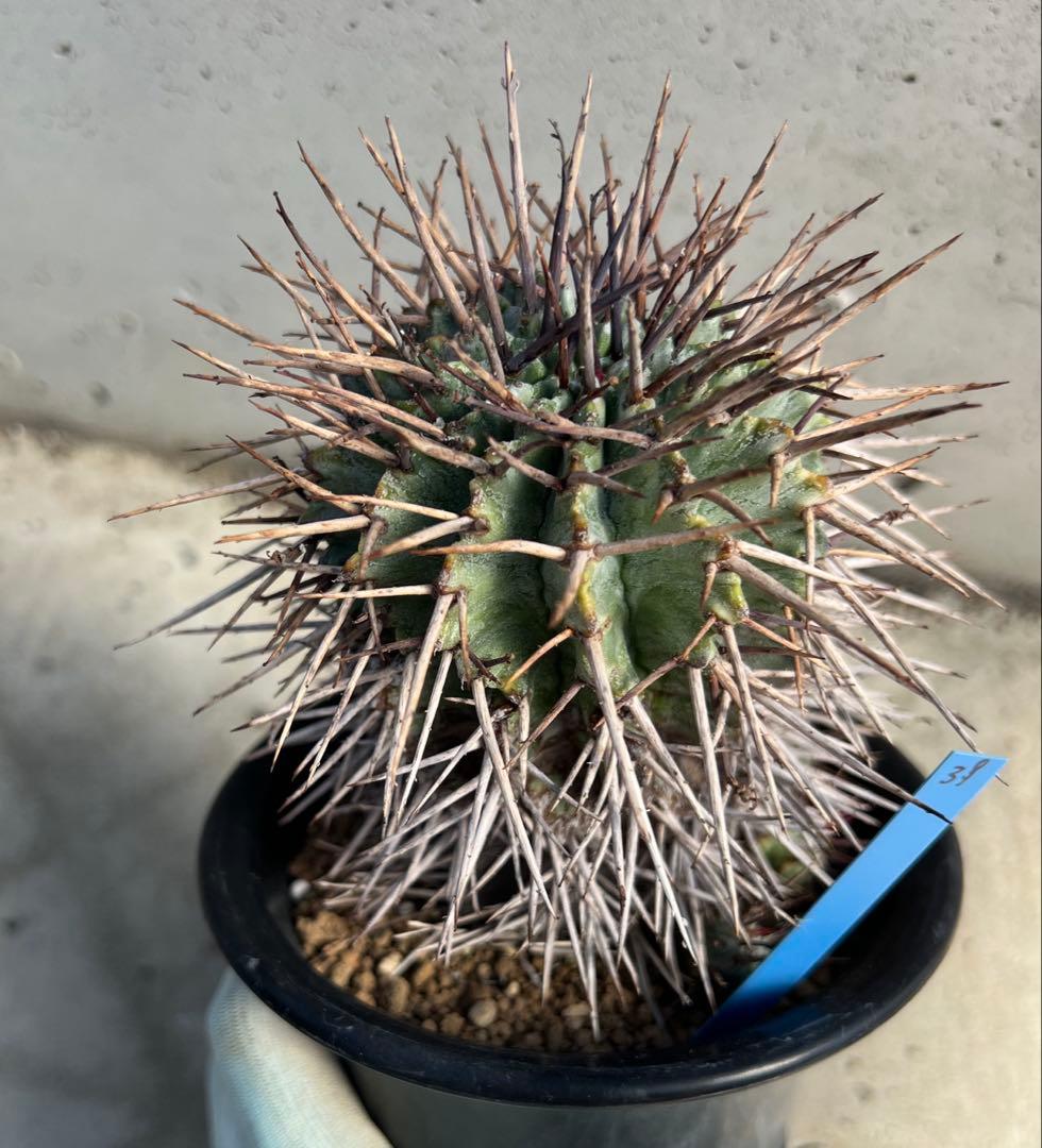 ユーフォルビア　マジョールホリダ